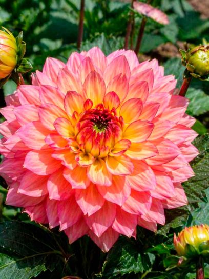 Dahlia "Gallery Pablo"