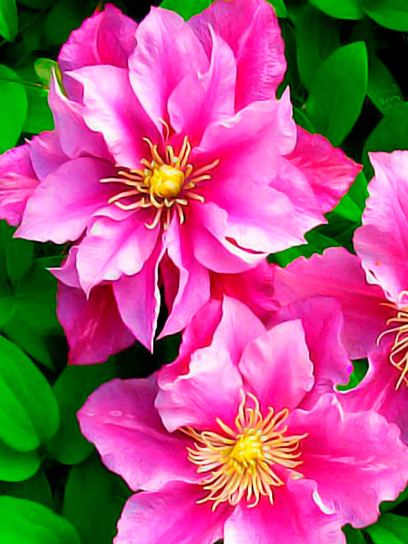 Clematis "Piilu" container (C2)