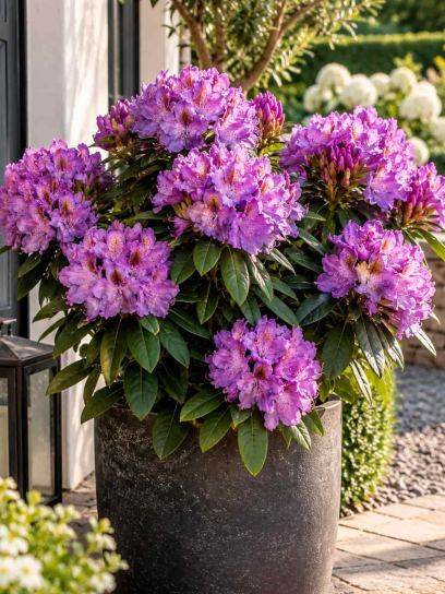 Rhododendron ‘Marcel Menard’