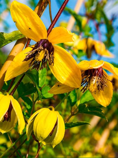 Clematis "Golden Tiara"