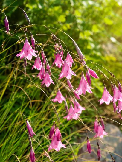 Dierama pulcherrimum