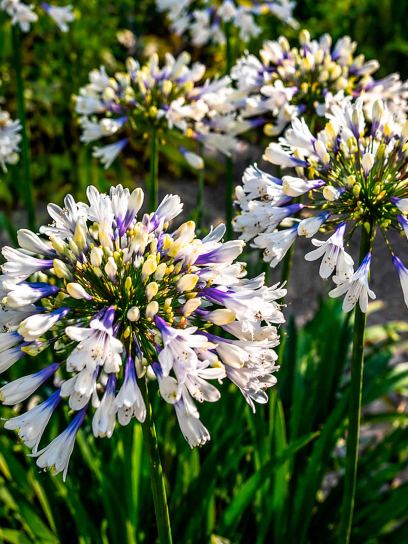Agapanthus "Twister"