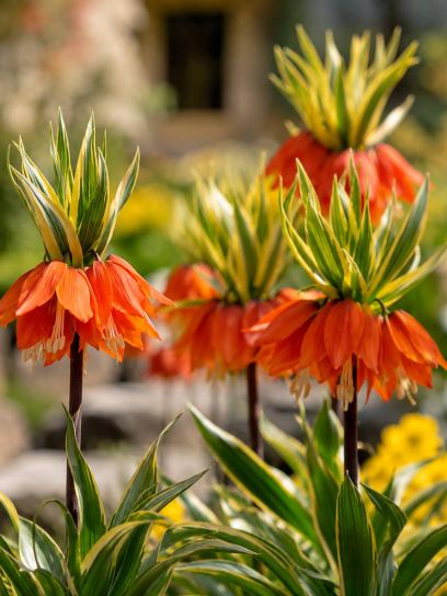 Fritillaria "Aureomarginata"