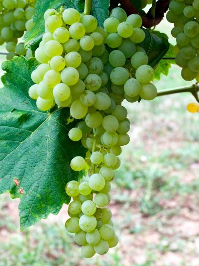 Grape "Lakemont" container (C3)