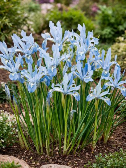 Iris reticulata "Frozen Planet"