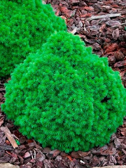 Picea glauca `Alberta Globe` conteneur (P19)
