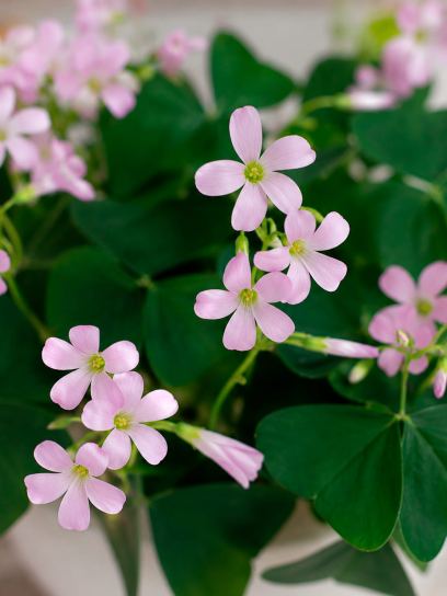 Oxalis triangularis ssp. papilionacea "Fanny"