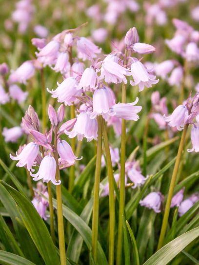 Hyacinthoides non-scripta "Rosea"