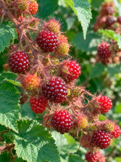 Wineberry (Japanese)