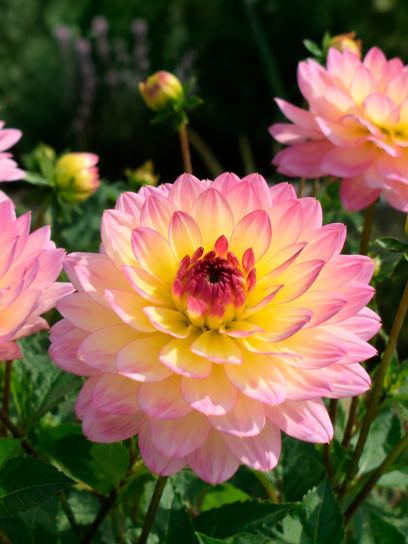 Dahlia "Zingaro"