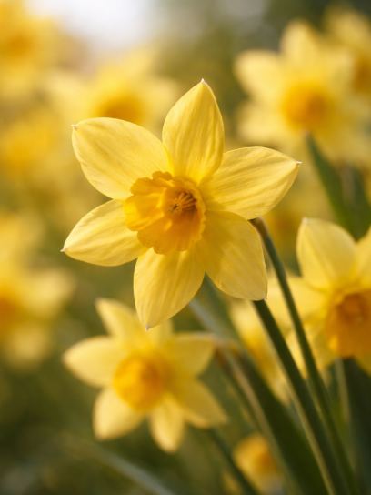Narcis "Yellow Sailboat"