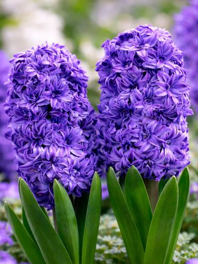 Hyacinthus "Manhattan"