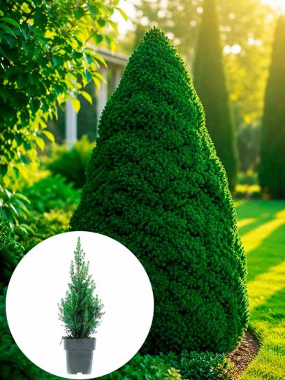 Picea glauca "Conica Perfecta" pojemnik (P19)
