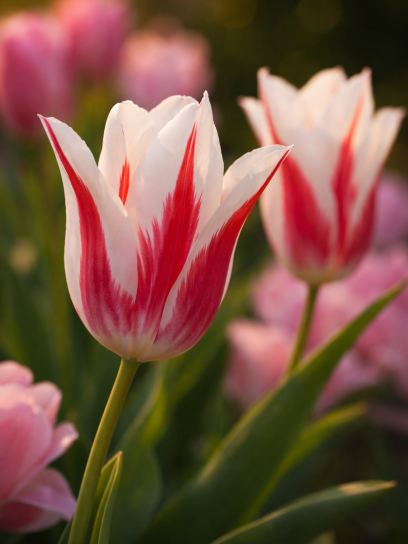 Tulipa "Marilyn"