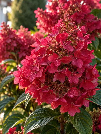 Hydrangea ‘Wim's Red’ (Panicle)