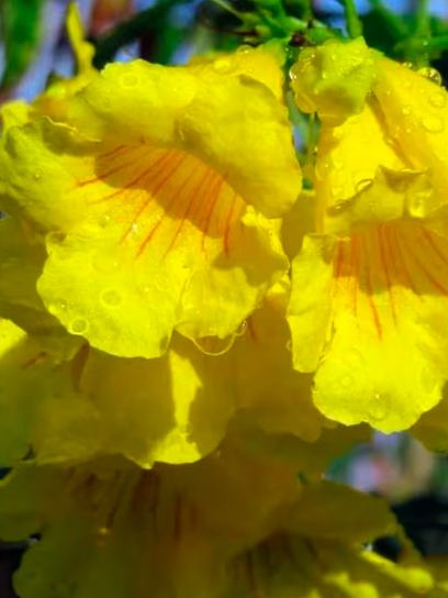 Trumpet Vine "Flava" container (C3)