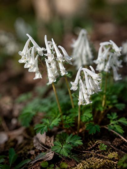 Corydalis solida "Snowy Owl"