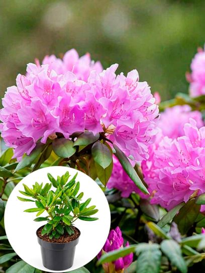 Rhododendron catawbiense "Grandiflorum" contenedor (P23)