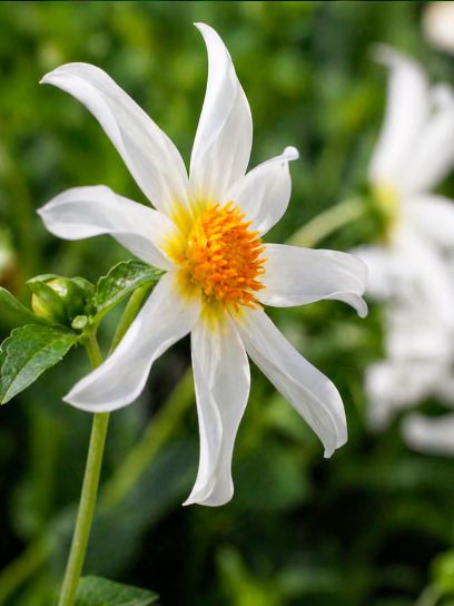Dahlia "Honka Wit"