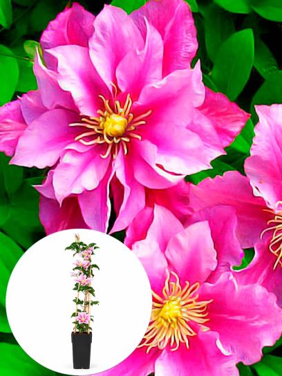 Clematis "Piilu" container (P15)