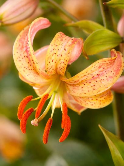Lilium martagon "Terrace City"