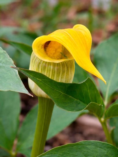 Arisaema flavum