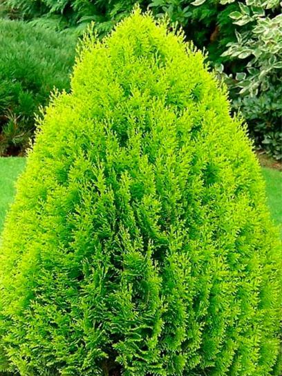 Thuja occidentalis 'Aurea Nana' container (P11)