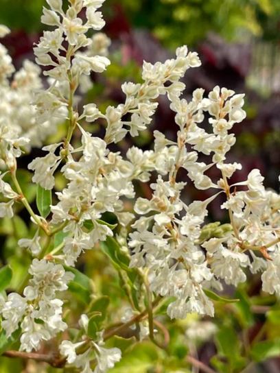 Silver Lace Vine "Aubertii" container (C2)