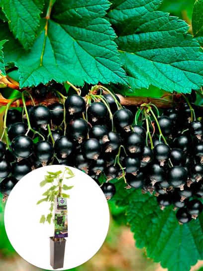 Blackcurrant "Titania" container (P11)