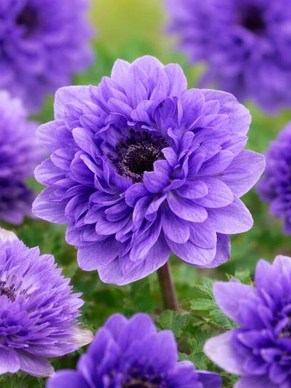 Anemone coronaria "Lord Lieutenant"
