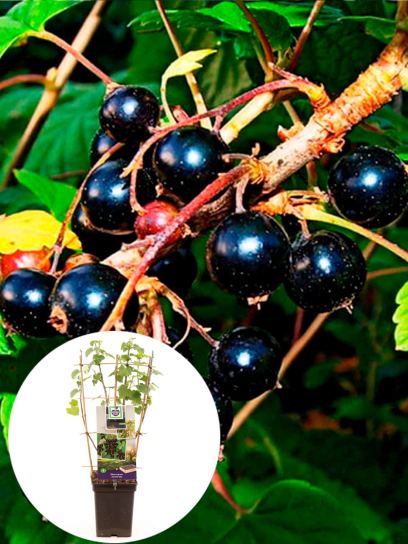 Blackcurrant container (P18)
