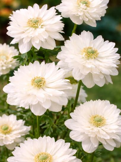 Anemone coronaria "Mount Everest"