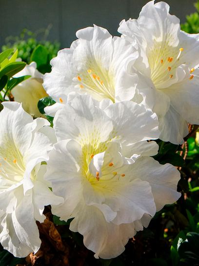 Azalea indica "White"