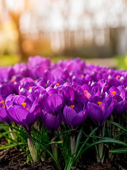 Krokus "Flower Record" grootbloemig