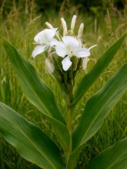 Hedychium coronarium