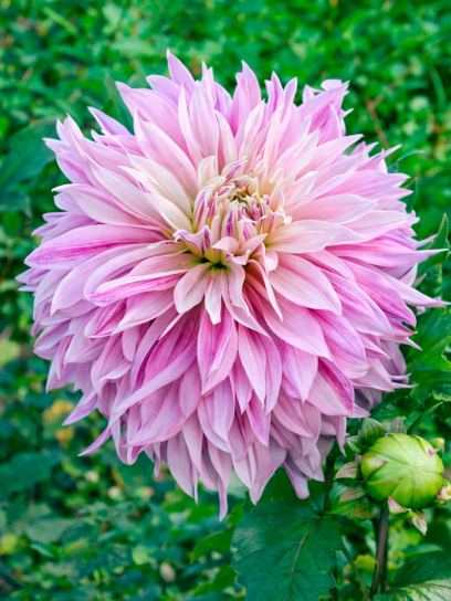 Dahlia "Labyrinth Twotone"