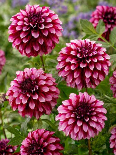 Dahlia "Cranberry Classic"