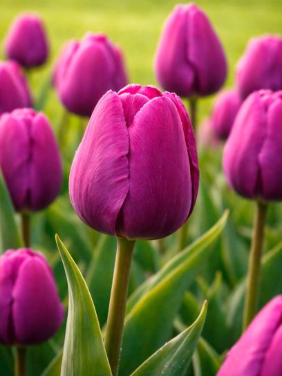 Tulipa "Negrita"
