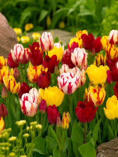 Tulipa -Club Mix-