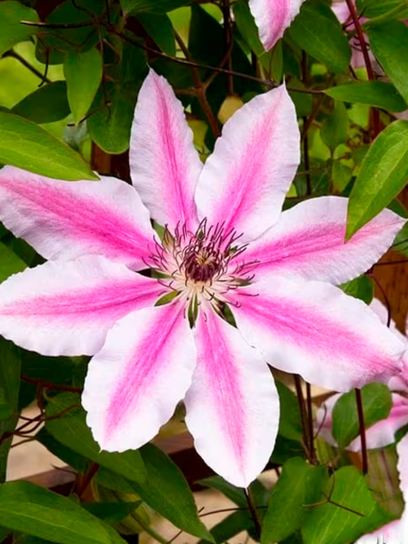 Clematis "Nelly Moser" container (C2)