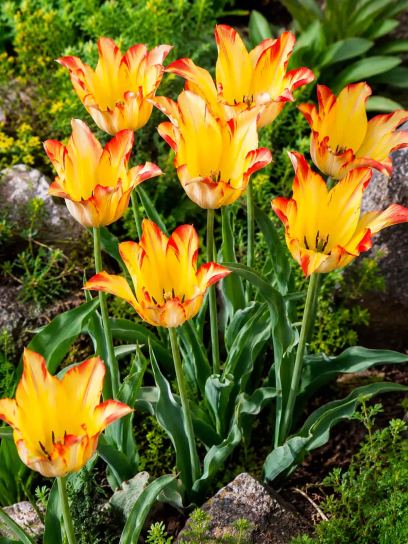 Tulipa mauritiana "Cindy"