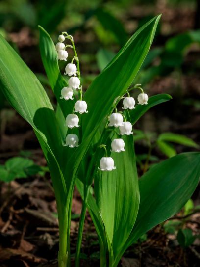 Convallaria majalis