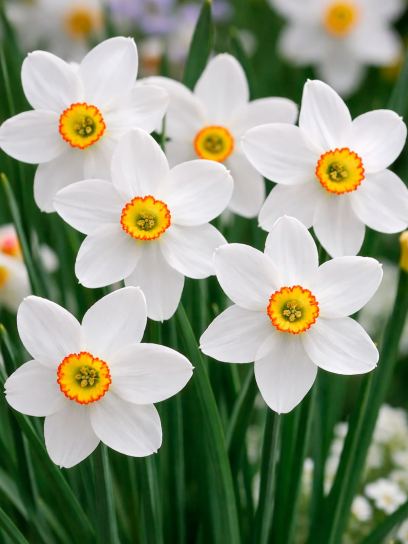 Narcissus poeticus var. recurvus