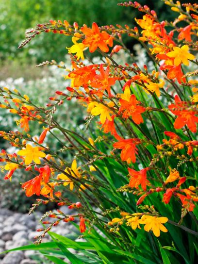 Crocosmia mix de flores grandes