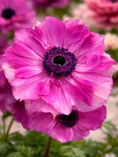 Anemone coronaria MISTRAL PLUS "Fuchsia"