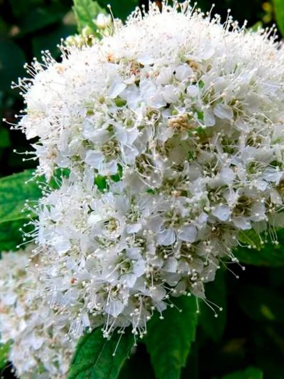 Tawuła "Albiflora" pojemnik (P0.5)
