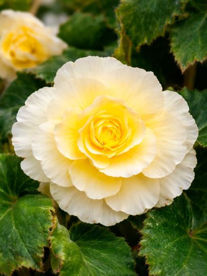Begonia "Cascade Odorosa Yellow Flame"