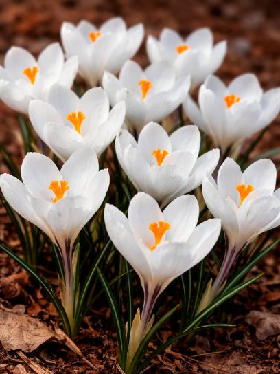 Crocus vernus "Jeanne d'Arc"