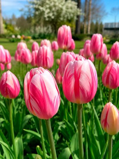 Tulipa "Bojangles"