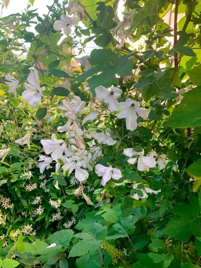 Clematis "Alba Luxurians" container (C2)